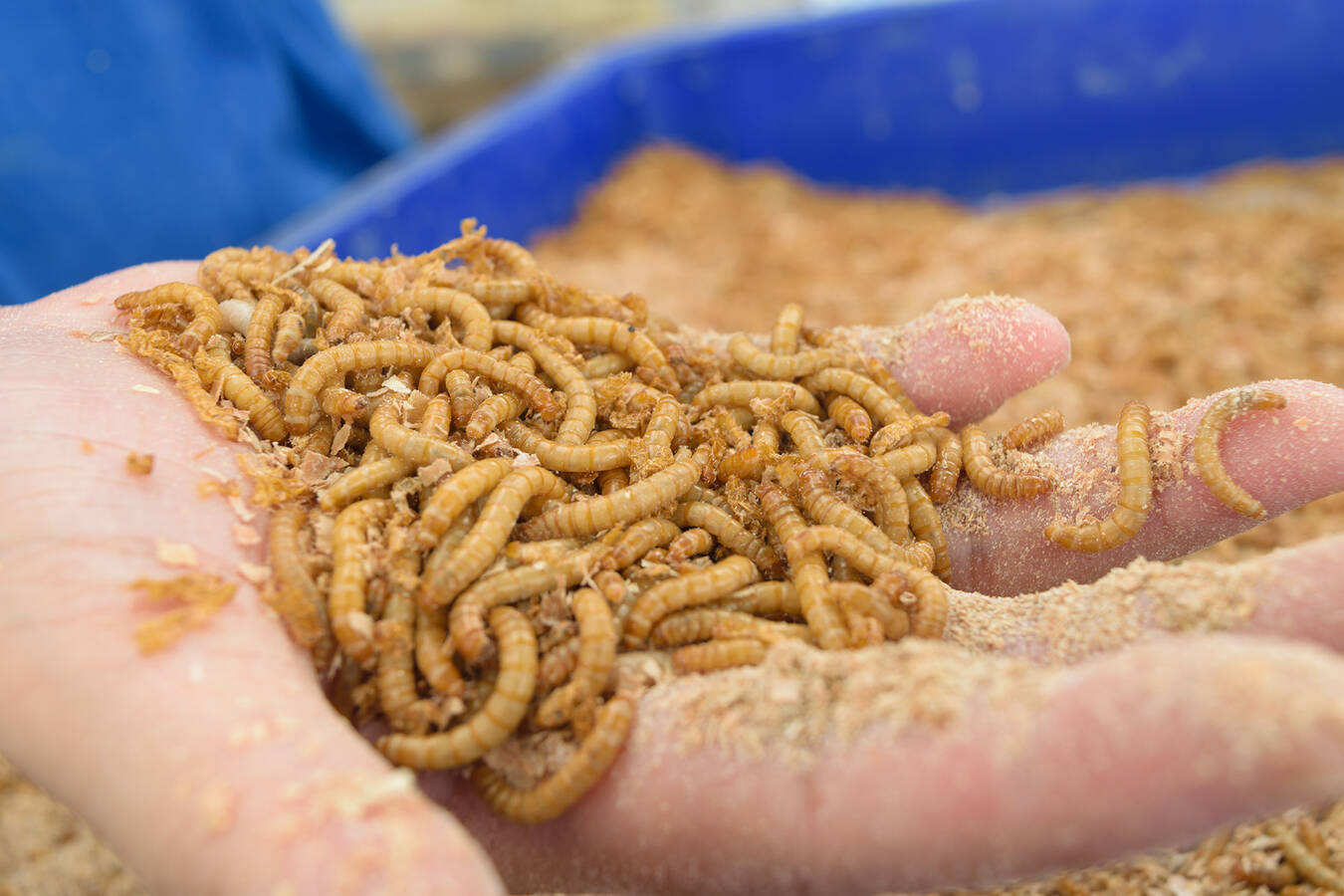 Mealworms have to undergo sieving