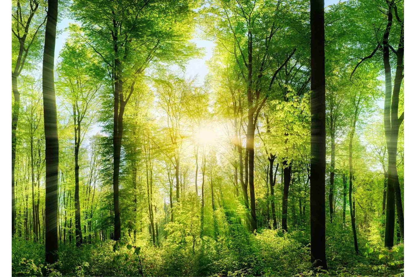 Refresh Yourself at the NOLL Stand: Forest Bathing at POWTECH How refreshing the walk through an exhibition can be. Sunlight, tranquility and the bliss of a green environment welcome visitors at NOLL Processing Technology, Stand 4A-229. 

