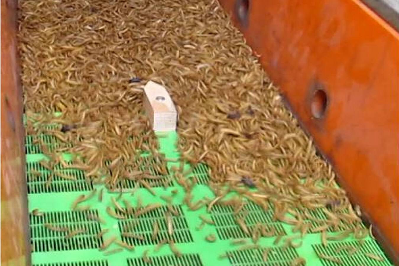 Screening insects as an alternative protein source Insects such as buffalo worms and mealworms are a sought-after source of protein as sustainable feed as well as for a climate-friendly diet. RHEWUM has the technology for gentle sieving of live larvae on an industrial scale.