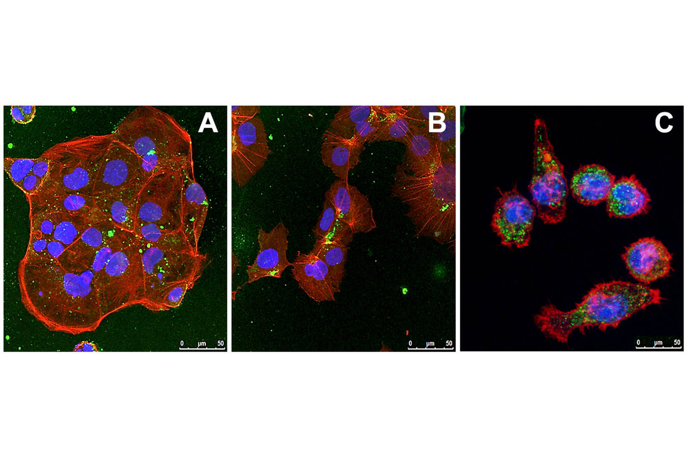 Figure 3: The uptake of particles in (A) Caco2, (B) HepG2 and (C) J774A.1 macrophages cells observed using confocal microscopy; green dots = particles, blue = nuclei, red = actin filaments (Copyright: Sphera)