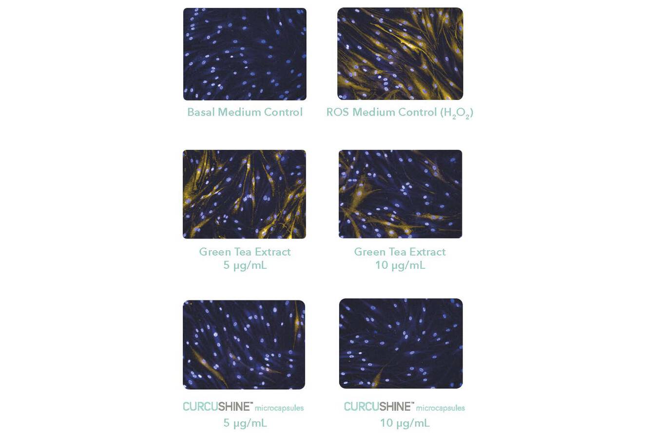 Abbildung 5: Die schützende Wirkung der Curcushine-Mikrokapseln auf menschliche dermale Fibroblasten (HDFa) gegen reaktive Sauerstoffspezies (ROS) im Vergleich zu 10 µg/mL Grüntee-Extrakt. (Copyright: Nutraceutical Ingredients Lubrizol Life Science)