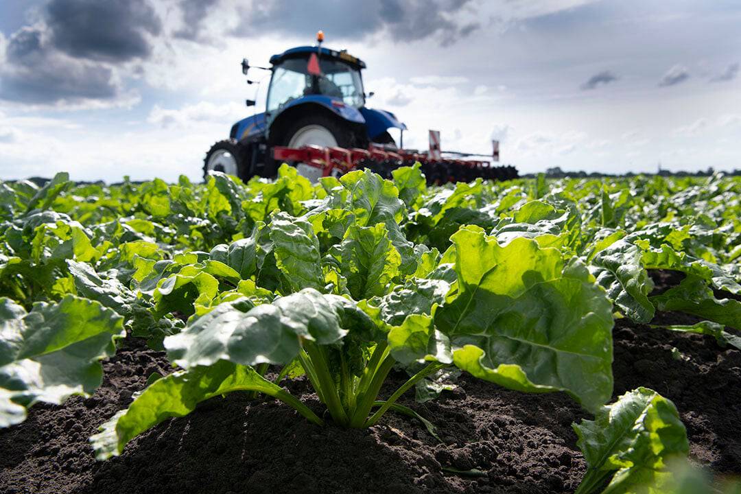 Up-to-date Eurosilo technology for sugar storage ESI introduces the Eurosilo system that future proof sugar production, with conditioned storage and easy maintenance. 