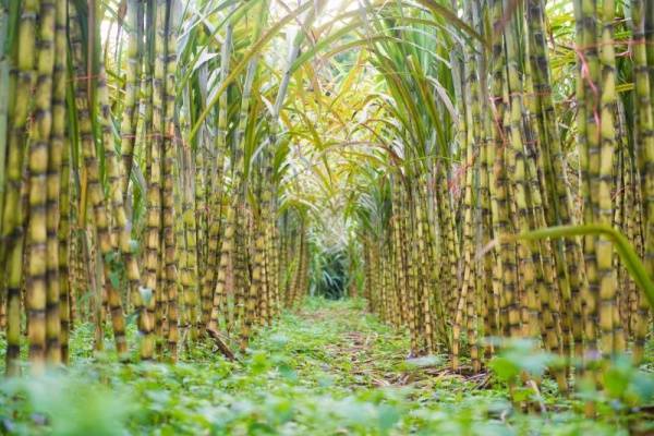 How to screen 300 tons of cane sugar per hour? RHEWUM high efficiency screening machines for sugar
